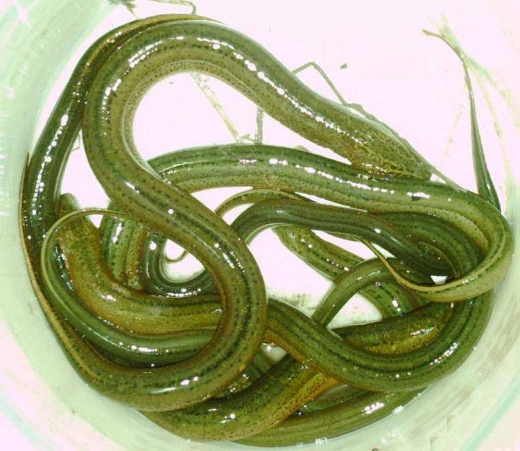 16个降血糖能手食品 - 空谷幽兰 - 空谷幽兰憩居