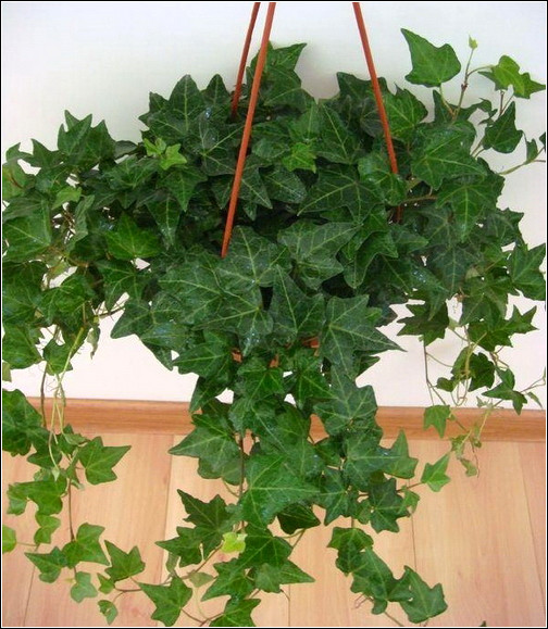 旺财旺家的28种植物，选一种吧！【植物风水】