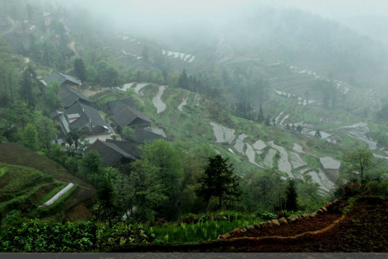 紫鹊界——冷风凄雨中的梯田 - 酉水人 - 酉水人