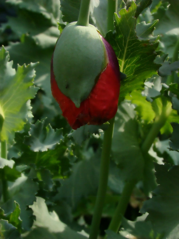 致命魅惑 罂粟 - 酒鬼鼠  - 酒鬼鼠