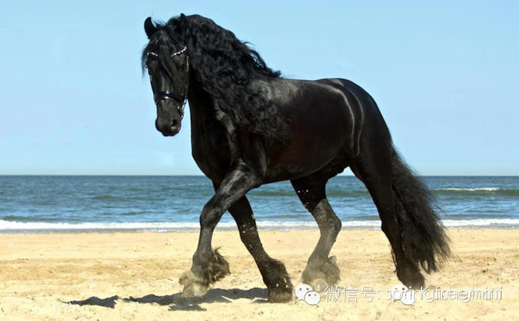 世界上最名贵的骏马． - 信是有缘 - 有缘博客