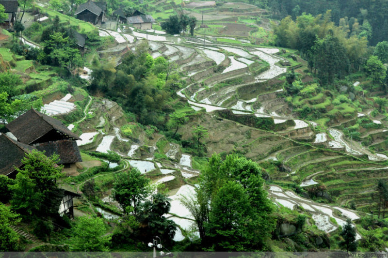 紫鹊界——冷风凄雨中的梯田 - 酉水人 - 酉水人