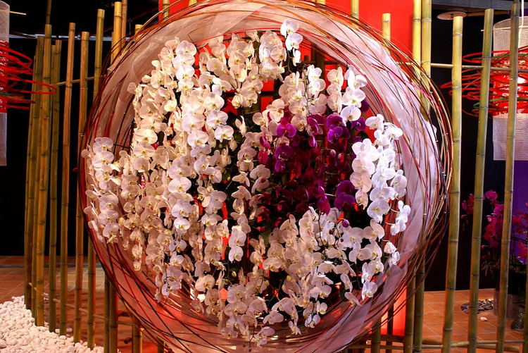 台湾国际兰展欣赏 - 弇山 - 弇山