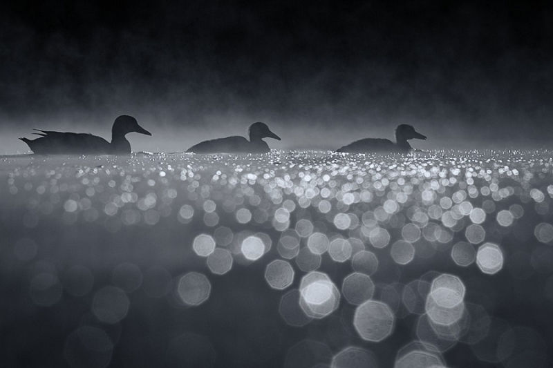 精彩野生动物摄影 领略自然的原始野性美动物们行动迅速，难以捕捉，拍摄机会稍纵即逝。而且野生动物具有一定的危险性，摄影师还要时刻担心自己的人身安全，拍到一张精彩的照片实属不易。 ...