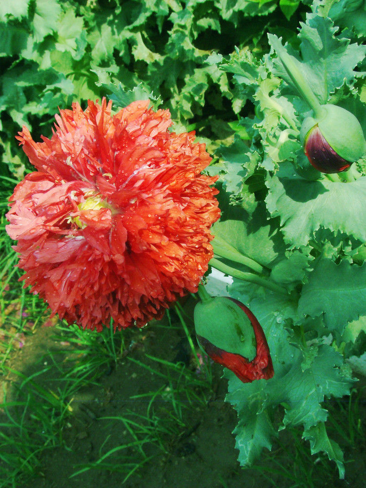 致命魅惑 罂粟 - 酒鬼鼠  - 酒鬼鼠