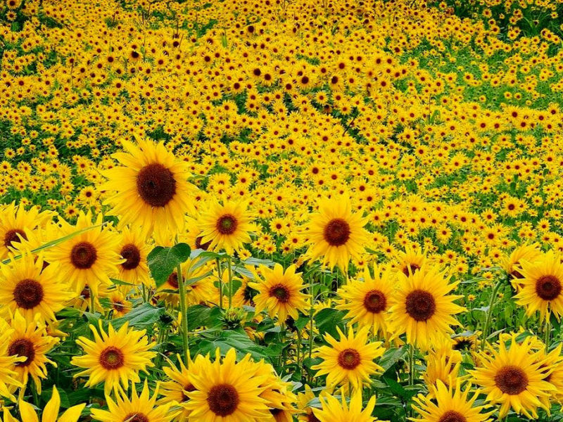 Rose【夏日花卉】