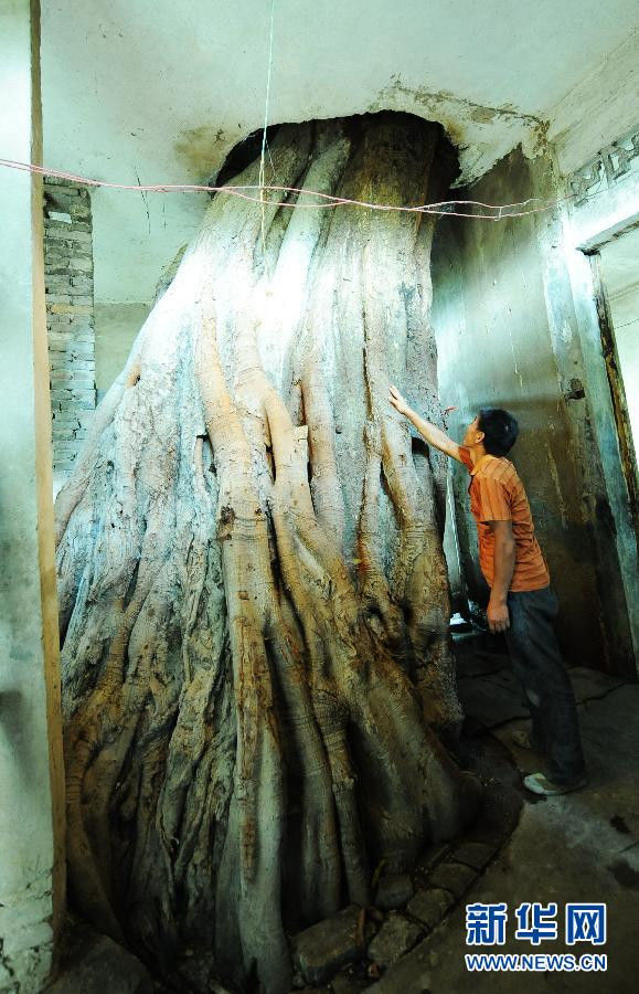 穿过三层楼房的百年大树 - 千里眼 - 千里眼(古弓月长)