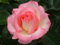 摩纳哥公主(Princesse de Mo