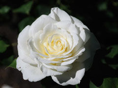 坦尼克（Tineke）