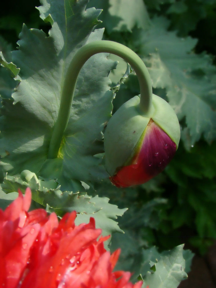 致命魅惑 罂粟 - 酒鬼鼠  - 酒鬼鼠