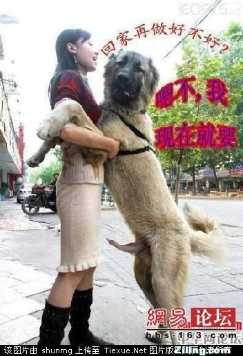 告诉你 “男不养猫、女不养狗” 的秘密  文/阿林 - 阿林 - alin2006721的博客