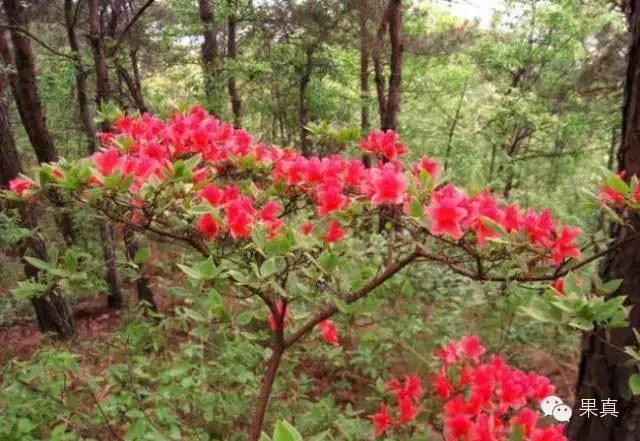 正宗的野果，很多城市人没吃过甚至没见过！