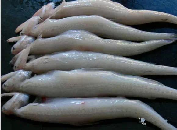 史上最全海鲜，终于见识了