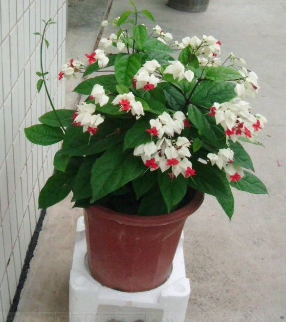 园艺师教你哪种花多久浇一次水 - 南山秀竹 - 南山文化园