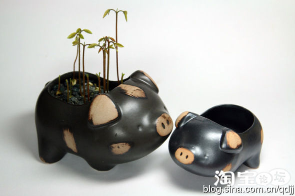 吃剩的桂圆核不要扔 花些心思变成小盆栽 - 雪松 - sywy676893 的博客