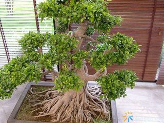 园艺师教你哪种花多久浇一次水 - 南山秀竹 - 南山文化园