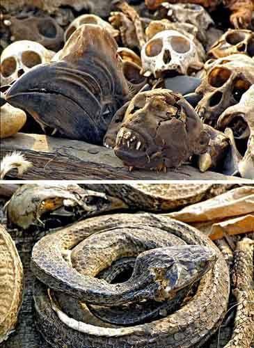 天下无奇不有 盘点全球9大最另类的集市