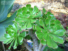 大座莲(Aeonium arboreum)