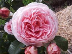 娜荷玛（Nahéma）