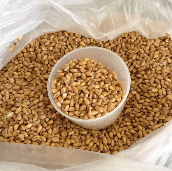 回春水的惊人功效和制作方法 - 新文明之光 - 新文明之光