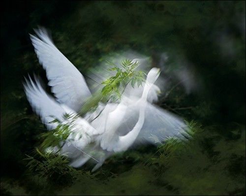 拍糊也是本事：用多重曝光与慢门打鸟