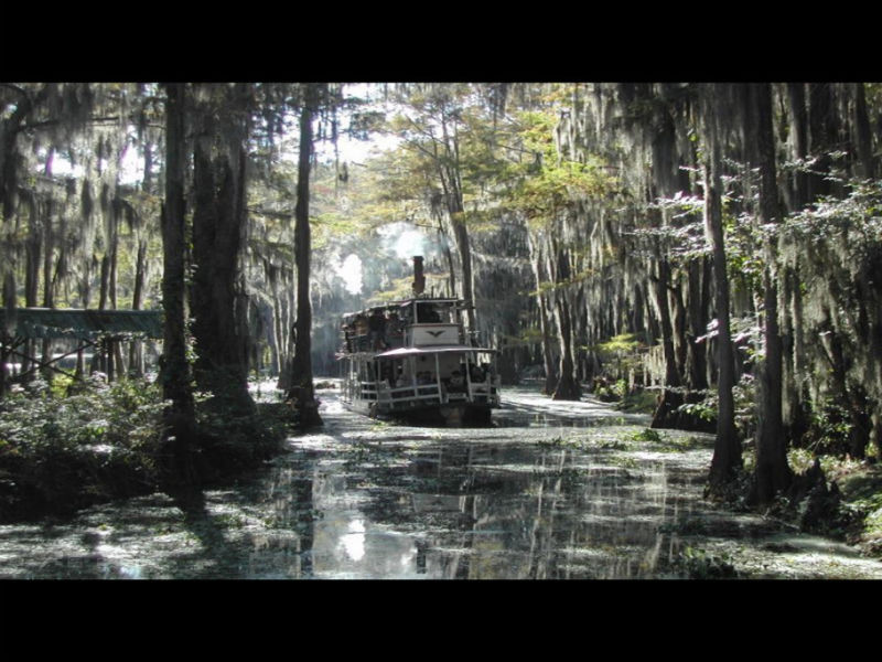 Rose【Caddo Lake】（4007） - Rose - Rose Yang的博客