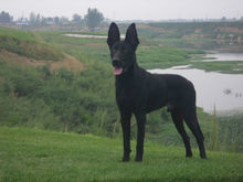 2月小莱州红价格鸿华犬业