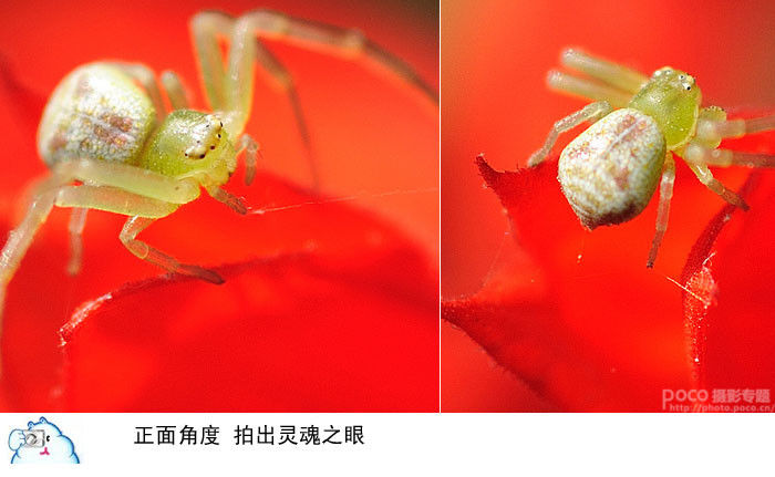 微距摄影十二条基础知识讲解 - 至尊宝 - 每个人的信仰都是存在的、进步的和近似的,