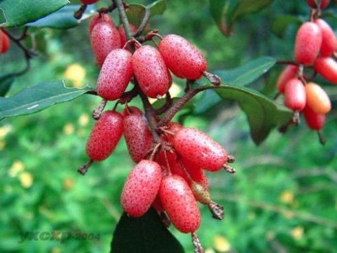 农村长大的，看看我们小时候吃的野果子