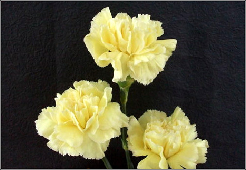 旺财旺家的28种植物，选一种吧！【植物风水】