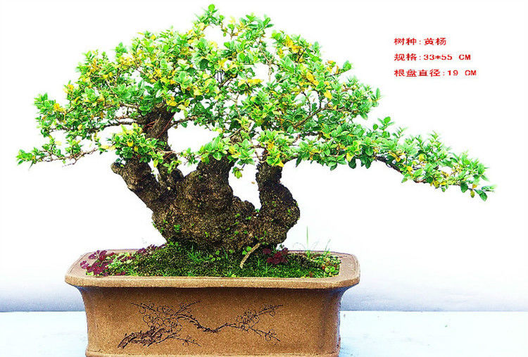 盆景—黄 -  .