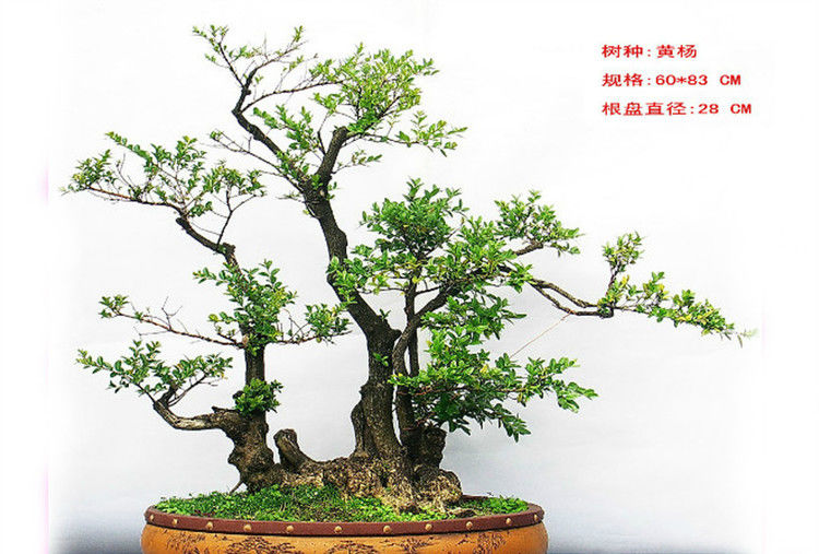盆景—黄 - .