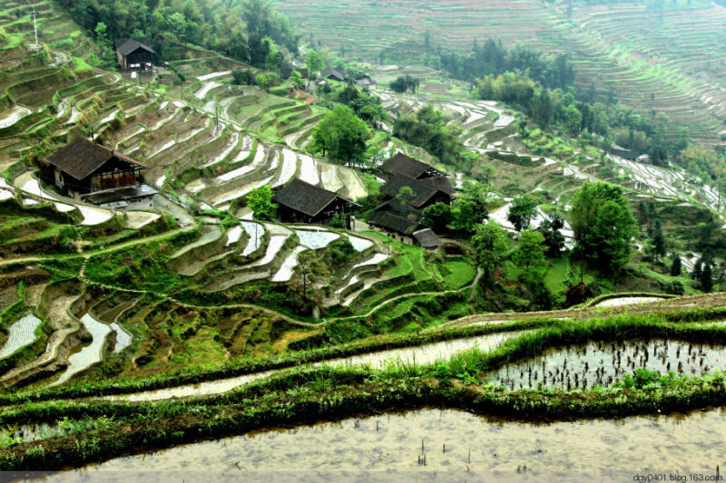 紫鹊界——冷风凄雨中的梯田 - 酉水人 - 酉水人