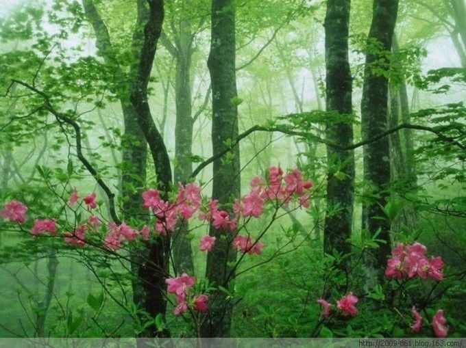 绿油油的～～太美了～～ - 宝贝梦 - 分享美丽·分享快乐·品味人生