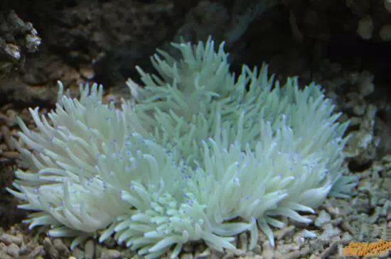 史上最全海鲜，终于见识了