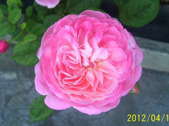 梦之光环Dream Light