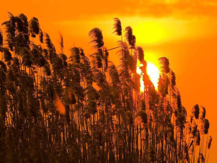 与您同赏——最美不过夕阳红（夕阳照拍得真棒！） - 小荷 - 小荷的博客