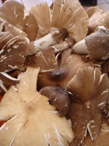 农村长大的，看看我们小时候吃的野果子