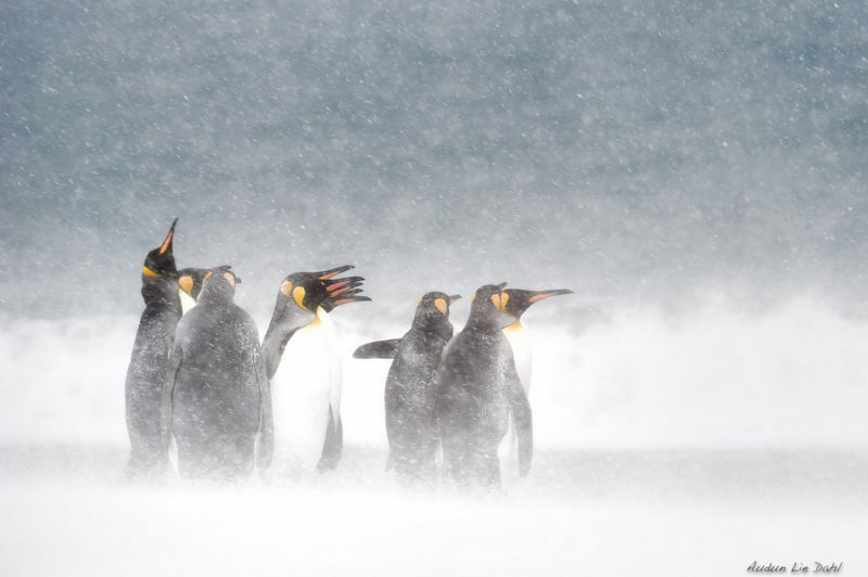 精彩野生动物摄影 领略自然的原始野性美动物们行动迅速，难以捕捉，拍摄机会稍纵即逝。而且野生动物具有一定的危险性，摄影师还要时刻担心自己的人身安全，拍到一张精彩的照片实属不易。 ...