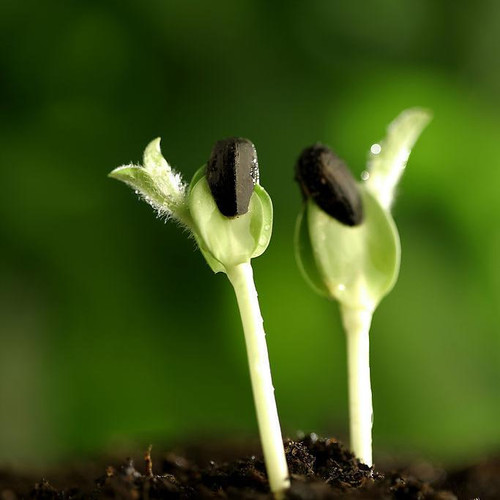 黑豆奇妙治百病 - 玉郎 - 心有快乐事 分享有缘人