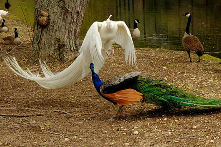 您见过孔雀飞行吗？ - 怀旧.梦缘 - 怀旧.梦缘