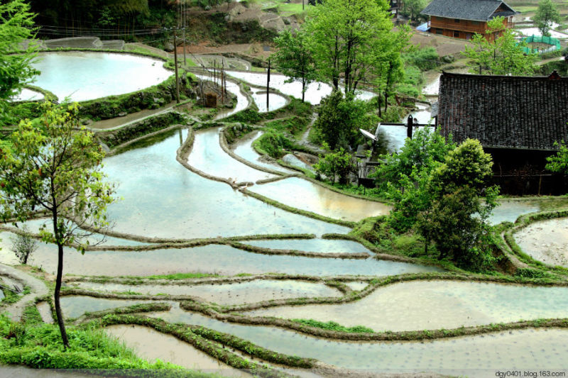 紫鹊界——冷风凄雨中的梯田 - 酉水人 - 酉水人