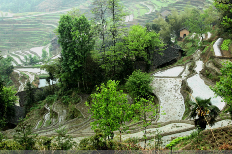 紫鹊界——冷风凄雨中的梯田 - 酉水人 - 酉水人