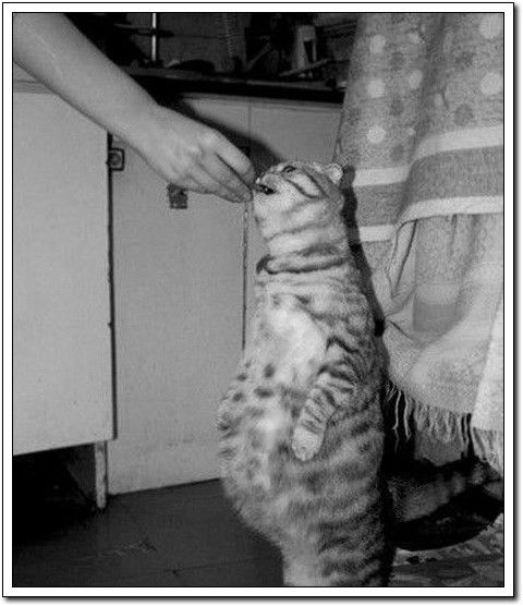 周末要轻松！【幽默图片50P】 - 無為居士 - 聚美齋