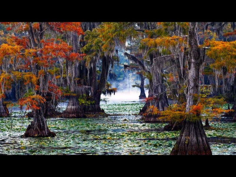 Rose【Caddo Lake】（4007） - Rose - Rose Yang的博客