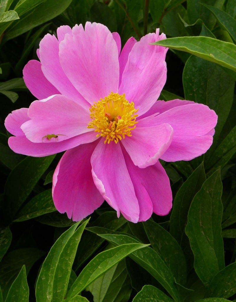 ╰※╮绚丽何尝逊花王◇缤纷芍药