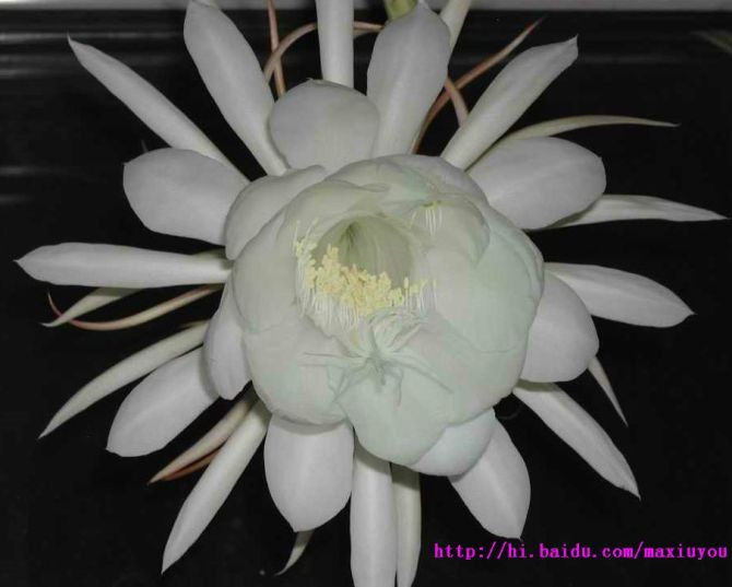 家庭养花奇招大全（绝对珍藏版） - 理睬 - .