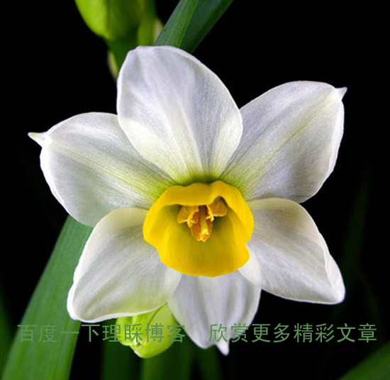 家庭养花奇招大全（绝对珍藏版） - 理睬 - .