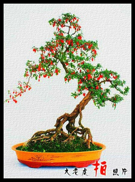 美妙绝伦的盆景 - 轻松愉快好心情 - nanwang2011530的博客