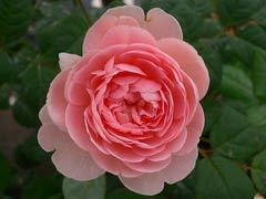 瑞典女王（Queen of Sweden